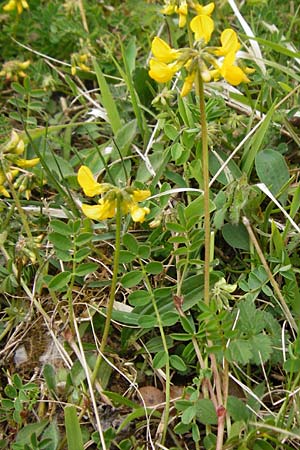 Hippocrepis comosa, Moos