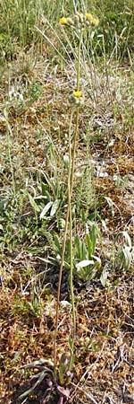 Hieracium cymosum \ Trugdoldiges Habichtskraut / Cymose Hawkweed, D Limburg 22.5.2015