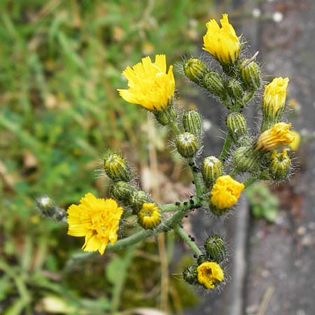 Hieracium calodon \ Sch�nhaariges Habichtskraut / Hawkweed, D Walheim 30.5.2015