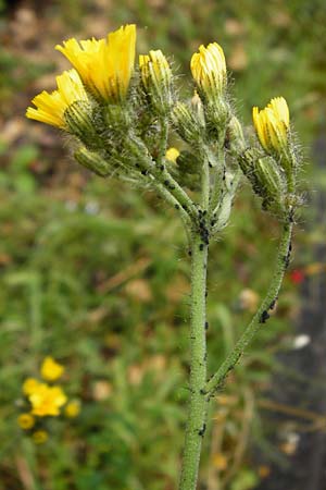 Hieracium calodon \ Sch�nhaariges Habichtskraut / Hawkweed, D Walheim 30.5.2015