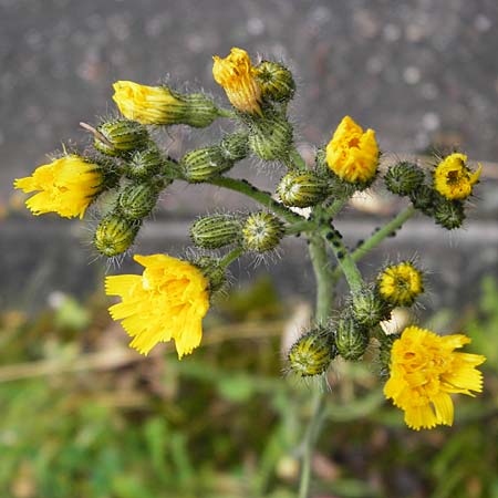 Hieracium calodon \ Sch�nhaariges Habichtskraut / Hawkweed, D Walheim 30.5.2015