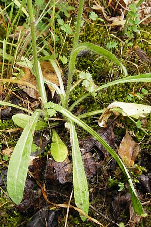 Hieracium calodon \ Sch�nhaariges Habichtskraut / Hawkweed, D Walheim 30.5.2015