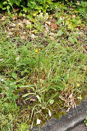 Hieracium calodon \ Sch�nhaariges Habichtskraut / Hawkweed, D Walheim 30.5.2015