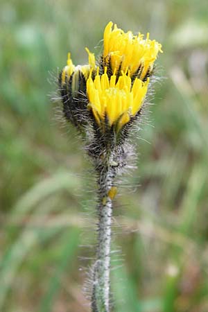 Hieracium caespitosum \ Wiesen-Habichtskraut / Yellow Fox and Cubs, D Odenwald, Lindenfels 16.6.2015