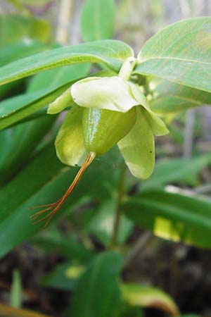 Hypericum calycinum \ Gro�kelchiges Johanniskraut, Immergr�nes Johanniskraut / Creeping St. John's-Wort, Aaron's Beard, D Eich 30.6.2015