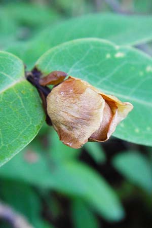 Hypericum calycinum \ Gro�kelchiges Johanniskraut, Immergr�nes Johanniskraut / Creeping St. John's-Wort, Aaron's Beard, D Eich 30.6.2015