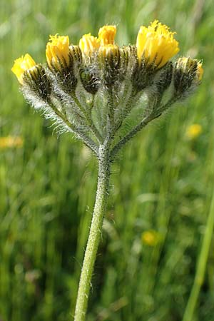 Hieracium caespitosum \ Wiesen-Habichtskraut / Yellow Fox and Cubs, D B&ouml;ttingen 3.6.2015