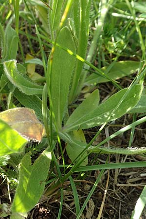 Hieracium caespitosum \ Wiesen-Habichtskraut / Yellow Fox and Cubs, D B&ouml;ttingen 3.6.2015