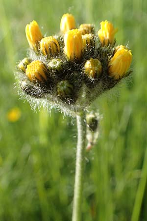 Hieracium caespitosum \ Wiesen-Habichtskraut / Yellow Fox and Cubs, D B&ouml;ttingen 3.6.2015