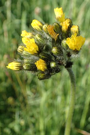 Hieracium caespitosum \ Wiesen-Habichtskraut / Yellow Fox and Cubs, D B&ouml;ttingen 3.6.2015