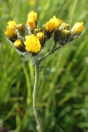 Hieracium caespitosum \ Wiesen-Habichtskraut / Yellow Fox and Cubs, D B&ouml;ttingen 3.6.2015