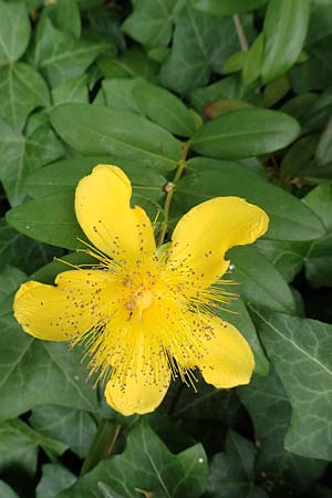 Hypericum calycinum \ Gro�kelchiges Johanniskraut, Immergr�nes Johanniskraut / Creeping St. John's-Wort, Aaron's Beard, D Mannheim 17.6.2016