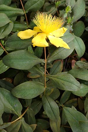 Hypericum calycinum \ Gro�kelchiges Johanniskraut, Immergr�nes Johanniskraut / Creeping St. John's-Wort, Aaron's Beard, D Mannheim 17.6.2016