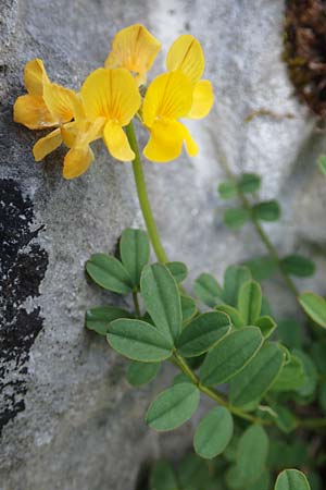 Hippocrepis comosa \ Hufeisenklee / Horseshoe Vetch, D Pfronten 28.6.2016