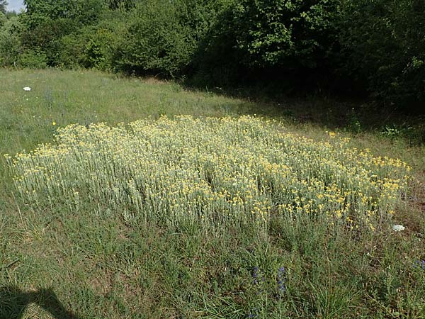 Helichrysum arenarium \ Sand-Strohblume / Yellow Everlasting Daisy, D Ingelheim 11.7.2017
