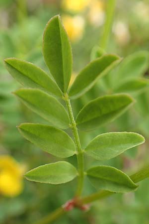 Hippocrepis comosa \ Hufeisenklee / Horseshoe Vetch, D Waldshut-Tiengen 1.5.2019