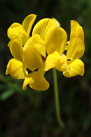 Hippocrepis comosa \ Hufeisenklee / Horseshoe Vetch, D Oberlaudenbach 31.5.2021