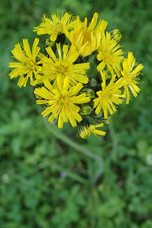 Hieracium caespitosum \ Wiesen-Habichtskraut / Yellow Fox and Cubs, D Mannheim 10.6.2021