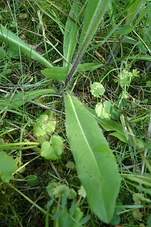 Hieracium caespitosum \ Wiesen-Habichtskraut / Yellow Fox and Cubs, D Mannheim 10.6.2021