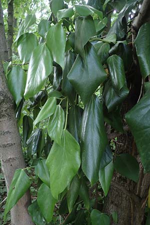 Hedera colchica / Georgian Ivy, D Duisburg 19.6.2022