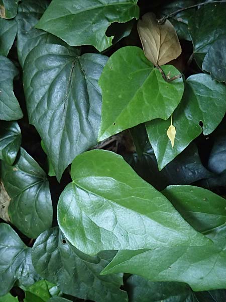 Hedera colchica / Georgian Ivy, D Duisburg 20.6.2025