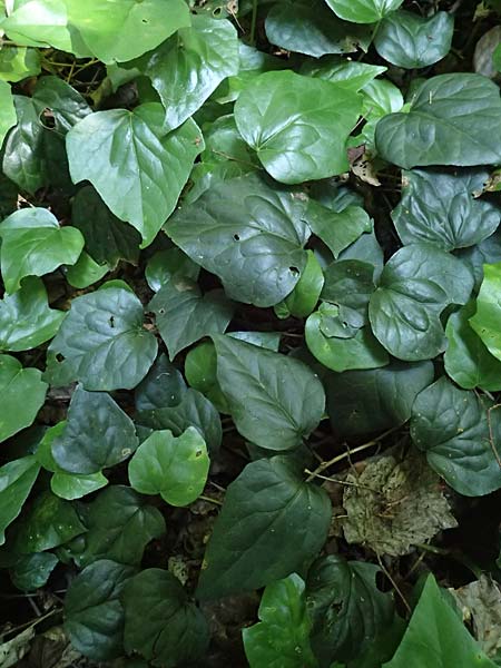 Hedera colchica / Georgian Ivy, D Duisburg 20.6.2025