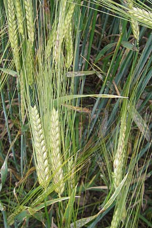 Hordeum distichon \ Zweizeilige Gerste / Two-Rowed Barley, D Odenwald, Hammelbach 21.6.2010