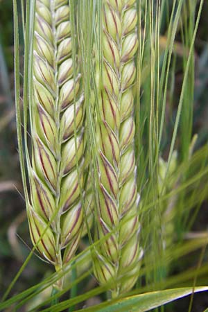 Hordeum distichon \ Zweizeilige Gerste / Two-Rowed Barley, D Odenwald, Hammelbach 21.6.2010