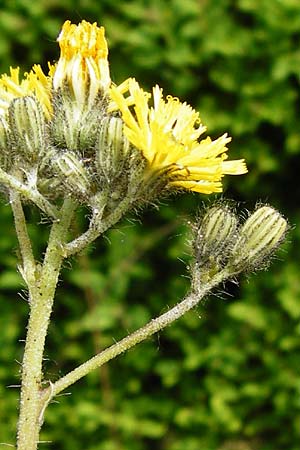Hieracium densiflorum \ Dichtbl�tiges Habichtskraut / Dense-Flowered Hawkweed, D Altenglan 24.5.2015
