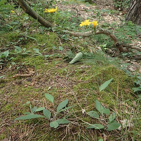 Hieracium diaphanoides subsp. forstense \ Forster Habichtskraut / Forst Hawkweed, D Wachenheim 7.6.2018