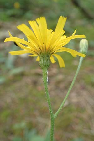 Hieracium diaphanoides subsp. forstense \ Forster Habichtskraut / Forst Hawkweed, D Wachenheim 7.6.2018