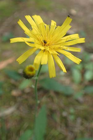 Hieracium diaphanoides subsp. forstense \ Forster Habichtskraut / Forst Hawkweed, D Wachenheim 7.6.2018