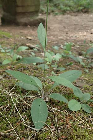 Hieracium diaphanoides subsp. forstense \ Forster Habichtskraut / Forst Hawkweed, D Wachenheim 7.6.2018