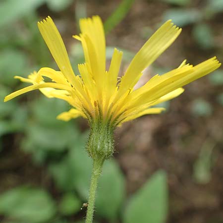 Hieracium diaphanoides subsp. forstense \ Forster Habichtskraut / Forst Hawkweed, D Wachenheim 7.6.2018