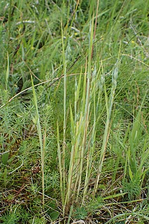 Hordeum distichon \ Zweizeilige Gerste / Two-Rowed Barley, D Th&uuml;ringen, Tunzenhausen 9.6.2022