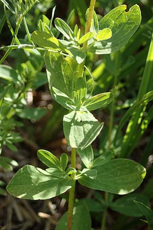 Hypericum dubium \ Stumpfes Johanniskraut / Spotted St. John's-Wort, D Schifferstadt 12.8.2022