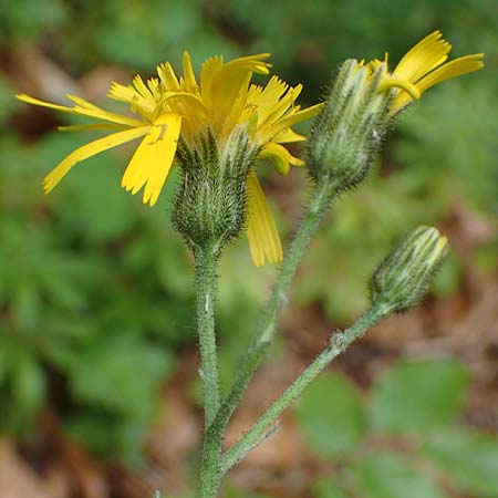 Hieracium diaphanoides \ Durchscheinendes Habichtskraut / Diaphanous Hawkweed, D Rh&ouml;n, Hilders 21.6.2023
