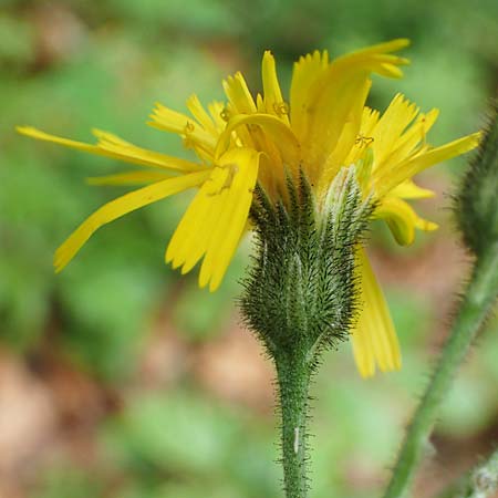 Hieracium diaphanoides \ Durchscheinendes Habichtskraut / Diaphanous Hawkweed, D Rh&ouml;n, Hilders 21.6.2023