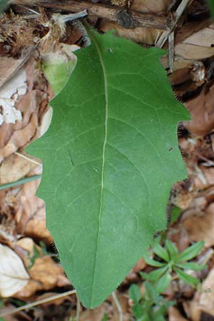 Hieracium diaphanoides \ Durchscheinendes Habichtskraut / Diaphanous Hawkweed, D Rh&ouml;n, Hilders 21.6.2023