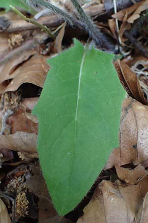 Hieracium diaphanoides \ Durchscheinendes Habichtskraut / Diaphanous Hawkweed, D Rh&ouml;n, Hilders 21.6.2023