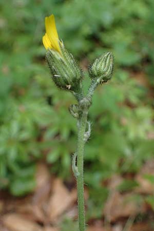 Hieracium diaphanoides \ Durchscheinendes Habichtskraut / Diaphanous Hawkweed, D Rh&ouml;n, Hilders 21.6.2023