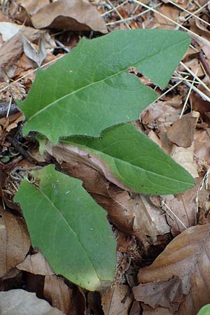 Hieracium diaphanoides \ Durchscheinendes Habichtskraut / Diaphanous Hawkweed, D Rh&ouml;n, Hilders 21.6.2023