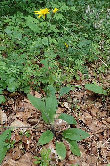 Hieracium diaphanoides \ Durchscheinendes Habichtskraut / Diaphanous Hawkweed, D Rh&ouml;n, Hilders 21.6.2023