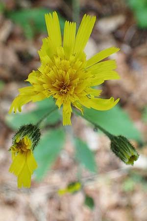 Hieracium diaphanoides \ Durchscheinendes Habichtskraut / Diaphanous Hawkweed, D Rh&ouml;n, Hilders 21.6.2023