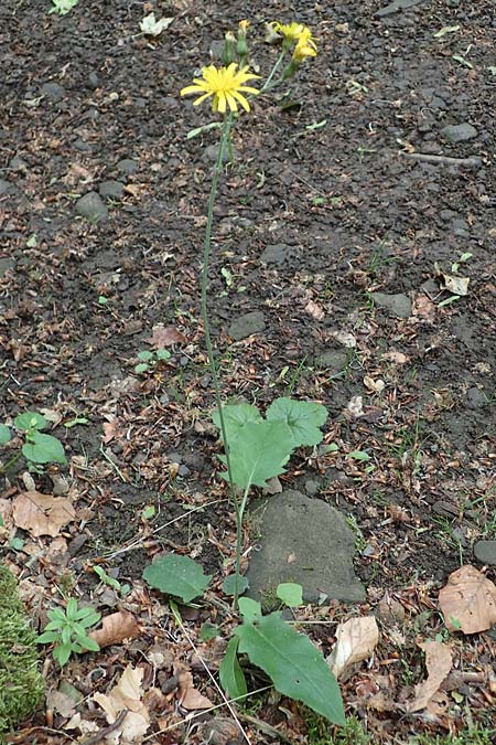 Hieracium diaphanoides \ Durchscheinendes Habichtskraut / Diaphanous Hawkweed, D Rh&ouml;n, Hilders 21.6.2023