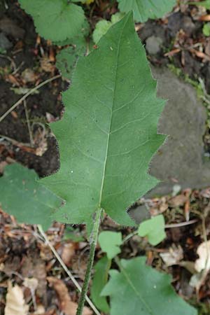 Hieracium diaphanoides \ Durchscheinendes Habichtskraut / Diaphanous Hawkweed, D Rh&ouml;n, Hilders 21.6.2023