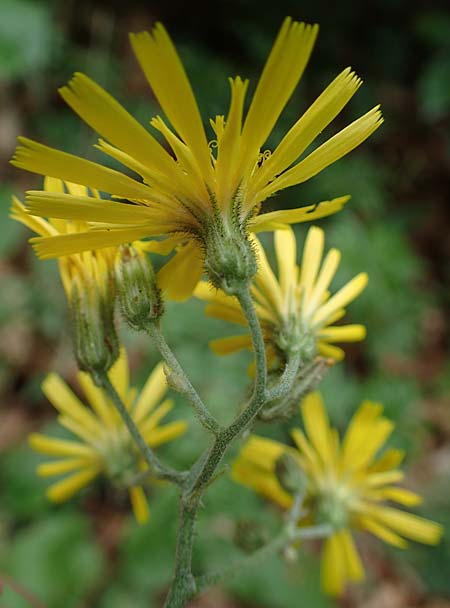 Hieracium diaphanoides \ Durchscheinendes Habichtskraut / Diaphanous Hawkweed, D Rh&ouml;n, Hilders 21.6.2023