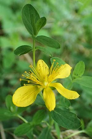 Hypericum dubium \ Stumpfes Johanniskraut / Spotted St. John's-Wort, D Mudau 15.8.2023