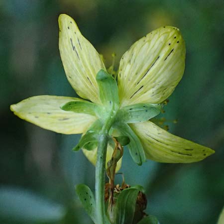 Hypericum dubium \ Stumpfes Johanniskraut / Spotted St. John's-Wort, D Neckarsteinach 24.8.2024