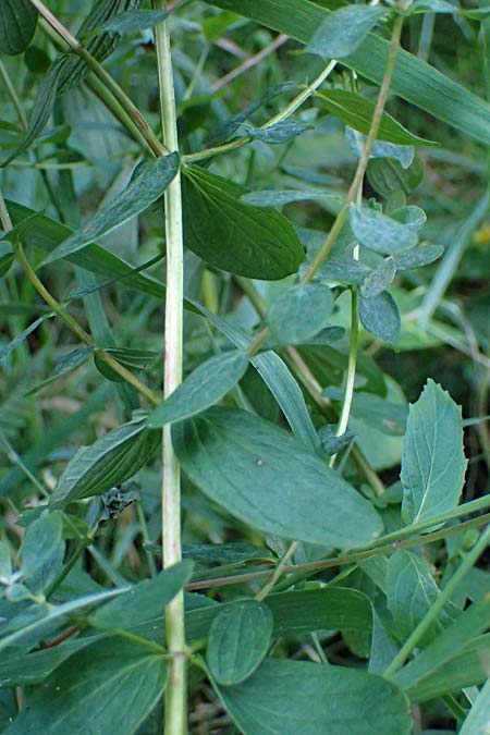 Hypericum dubium \ Stumpfes Johanniskraut / Spotted St. John's-Wort, D Neckarsteinach 24.8.2024